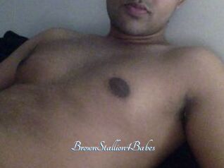 BrownStallion4Babes