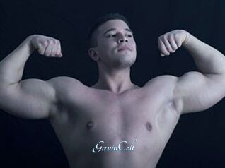 GavinColt