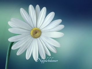 Nipplebdsmer
